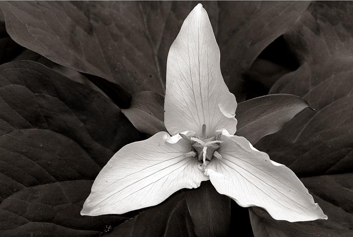 b-w Trillium sepia.jpg